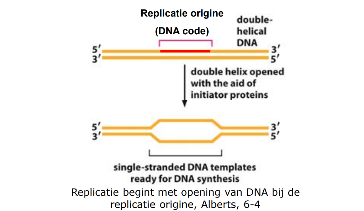 specifieke DNA code waar de DNA strengen makkelijk uit elkaar worden getrokken; DNA replicatie verloopt vanaf hier in beide richtingen
