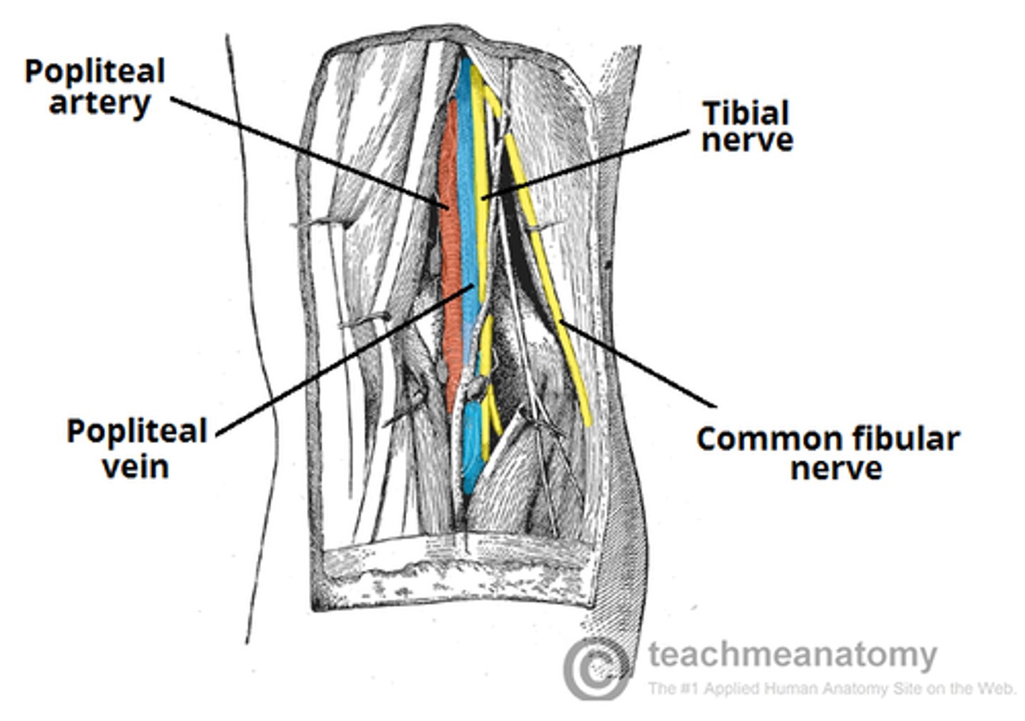 <p>popliteal artery</p><p>popliteal vein</p><p>tibial nerve</p><p>common fibular nerve</p><p>termination of small saphenous vein</p><p>popliteal LN + fat</p>