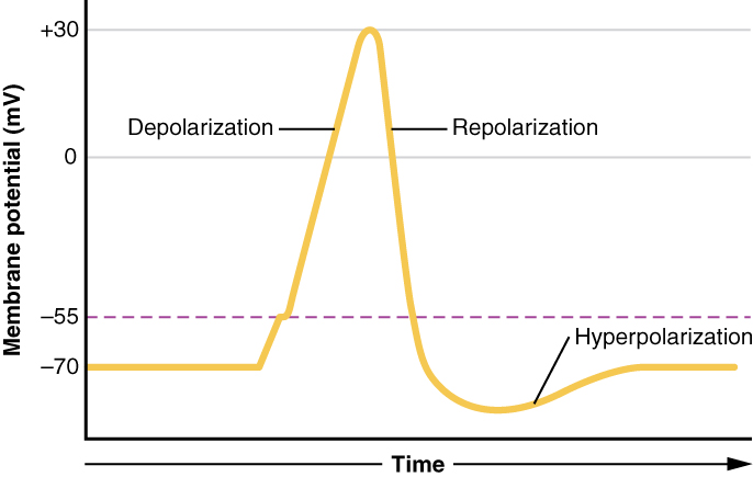 <p>Depolarization </p>