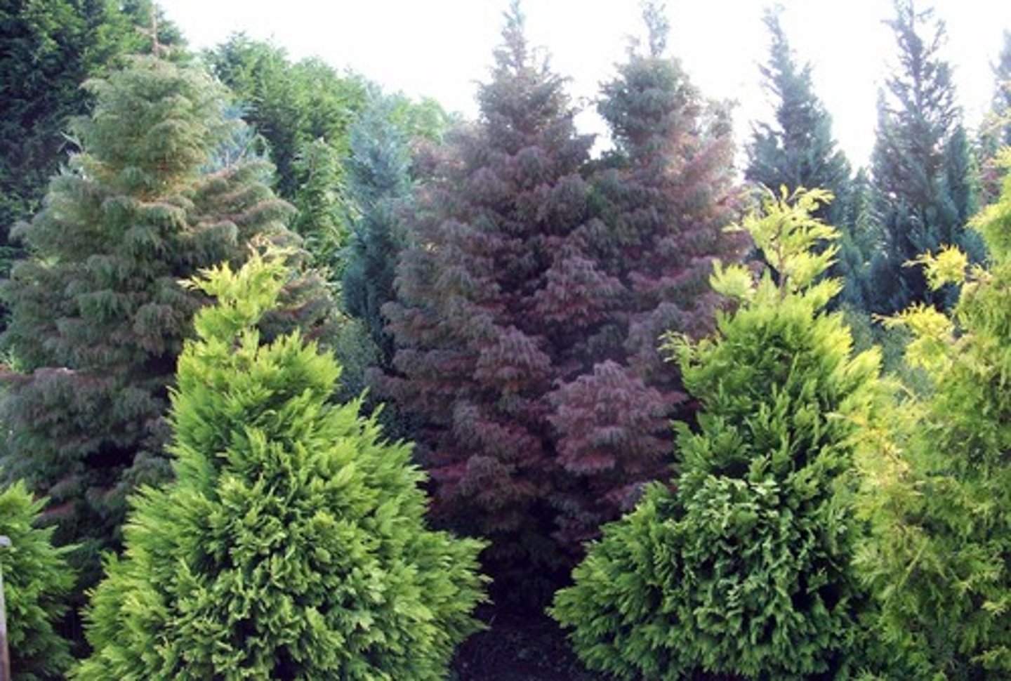 <p>Coniferophyta<br><br>(Note: all bear cones)</p>