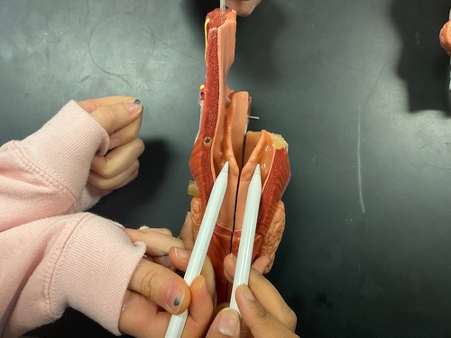 <p>hollow pockets on the lateral sides of the glottic opening</p><p>- Where food gets stuck</p>