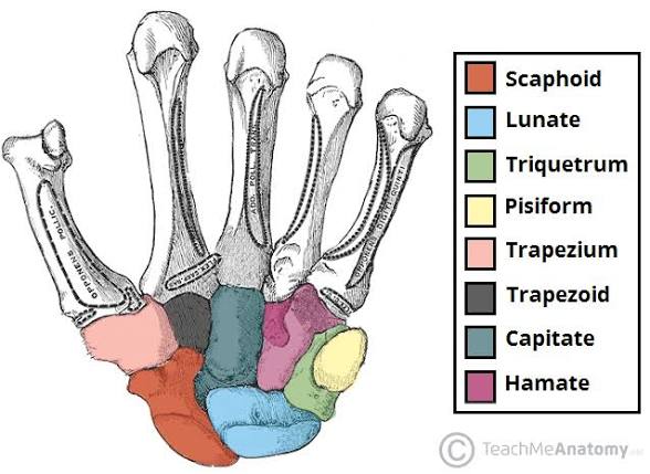 <p>Scaphoid </p>