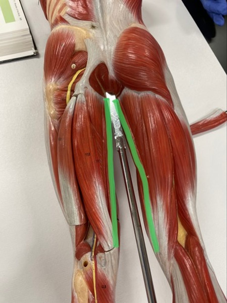 <p>O: pubis</p><p>I: tibia</p><p>A: adduct hip</p>