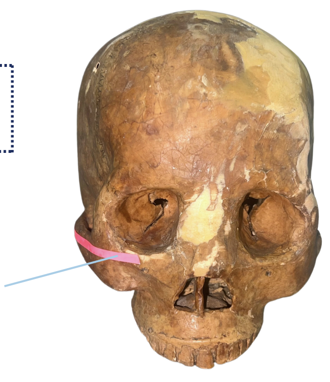 <p>Identify the structure lined with the pink strip.</p>