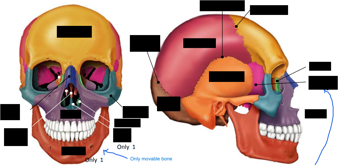 <p>How many bones are found in the viscerocranium, and what are they?</p>