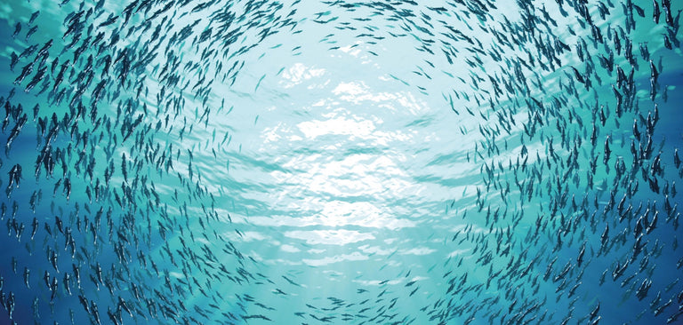 <p>The Chemistry, Physics, Geology, &amp; Biology of the Ocean</p>