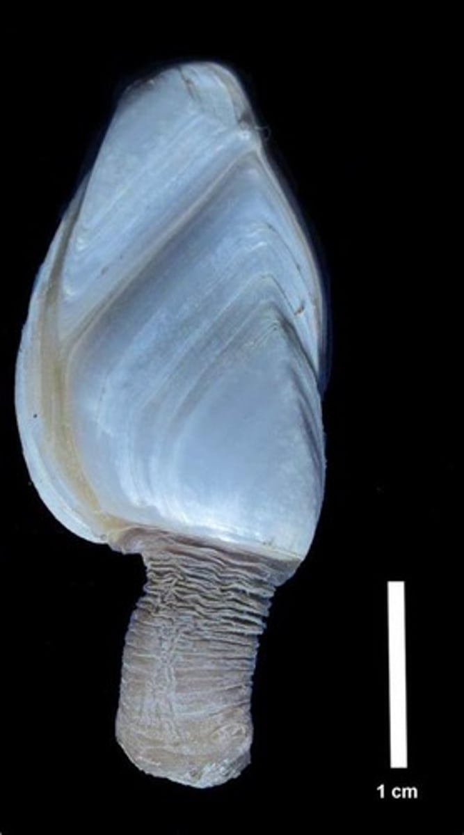 <p>What Phylum, Subphylum, Class, Subclass, and Genus is this animal in?</p>