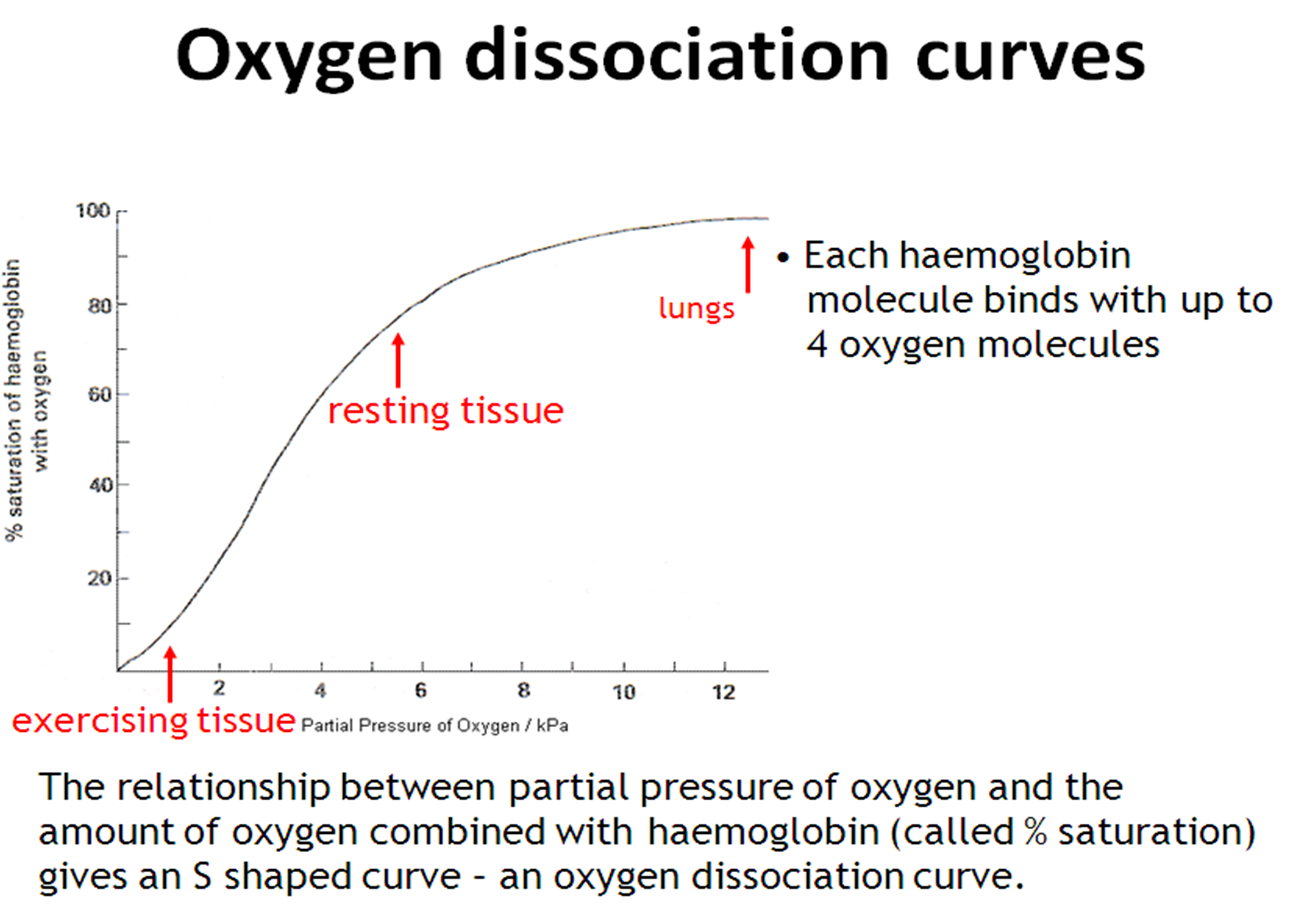 <p>At the lungs there is high partial pressure of oxygen - most of the haemoglobin is saturated as oxyhaemoglobin</p><p>At the respiring tissues there is low partial pressure - lots of oxygen has been given up to the cells.</p><p>This hows that in the lungs the blood gets loaded with oxygen then by respiring cells the blood is unloaded so the oxygen can be used.</p>