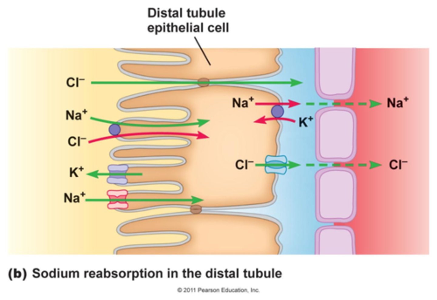 <p>the body is trying to balance the positive (cations) and negative (anion) ions</p>