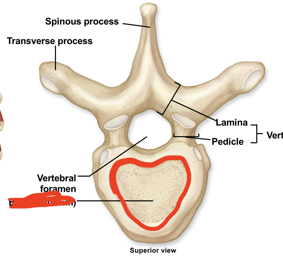 <p><span><span>the thick, cylindrical, anterior (ventral) portion of a vertebra, serving as the primary, weight-bearing, solid component</span></span></p>