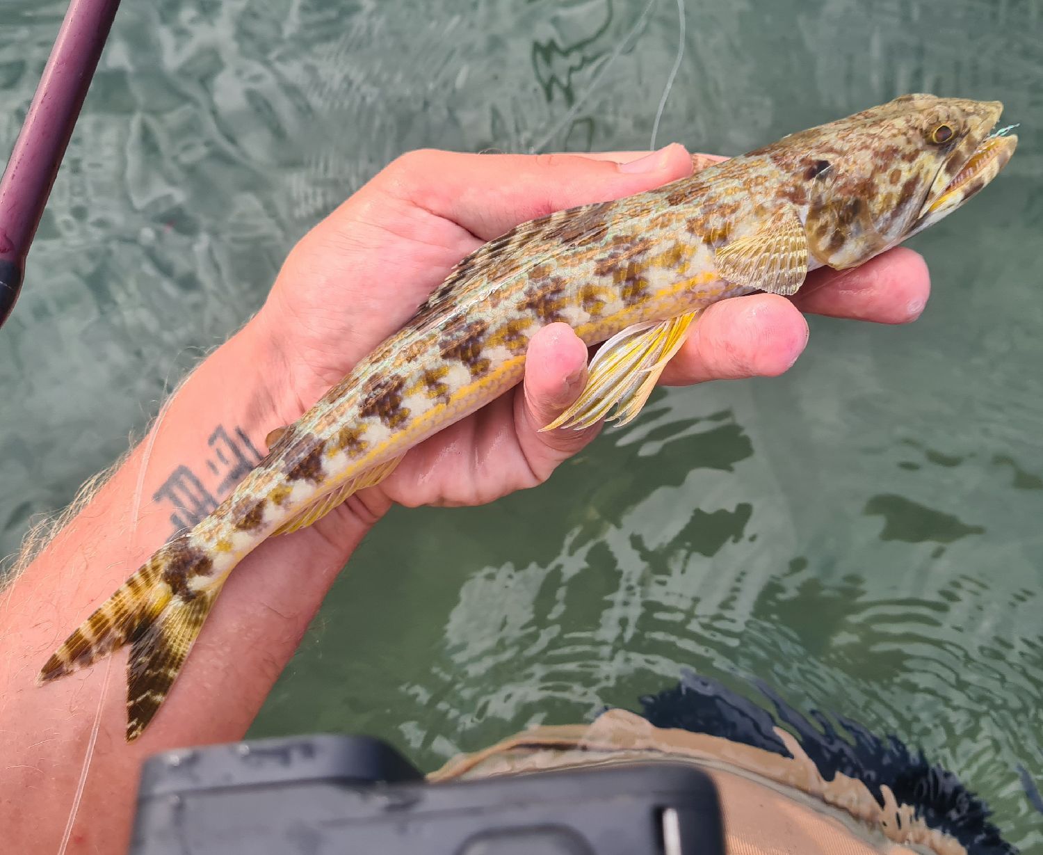 <p>thin yellow-gold stripes</p><p>dark spot at upper opercle</p><p>about 8 dusky bars on upper part of body</p><p>no knob at tip of chin</p>