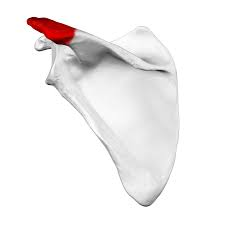 <p>what process is this? seen posteriorly </p>