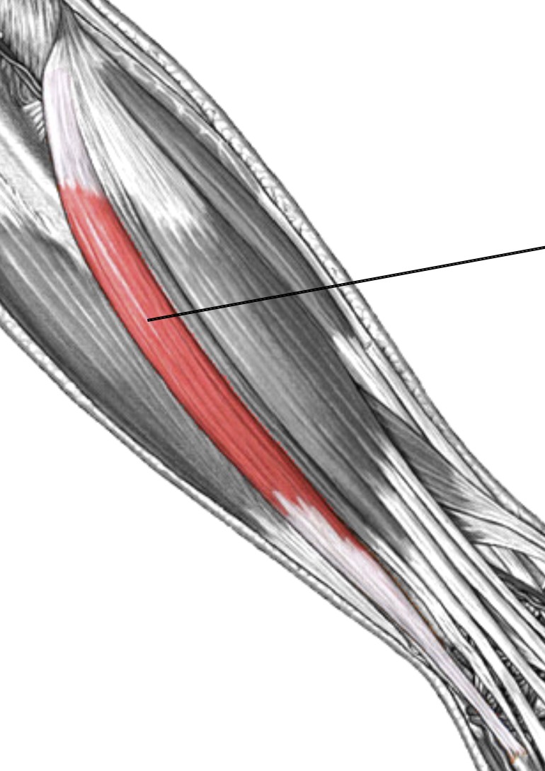 <p>Which muscle of the forearm is:</p><ul><li><p>Located on posterior foremen, attached to humerus lateral epicondyle and pinky</p></li><li><p>Medial to extensor digitorum communis</p></li><li><p>Action: ext &amp; adducts wrist</p></li><li><p>Nerve: radial</p></li></ul><p></p>