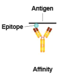 <p>The <strong>binding strength between a single antigenic determinant (epitope) and a single antibody binding site</strong>. It measures how strongly an antibody binds to one specific site on an antigen. </p><p>Note: not all antibody binding sites have equal affinity</p>