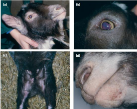<p><span>Seborrhoeic Dermatitis in Goats</span></p>