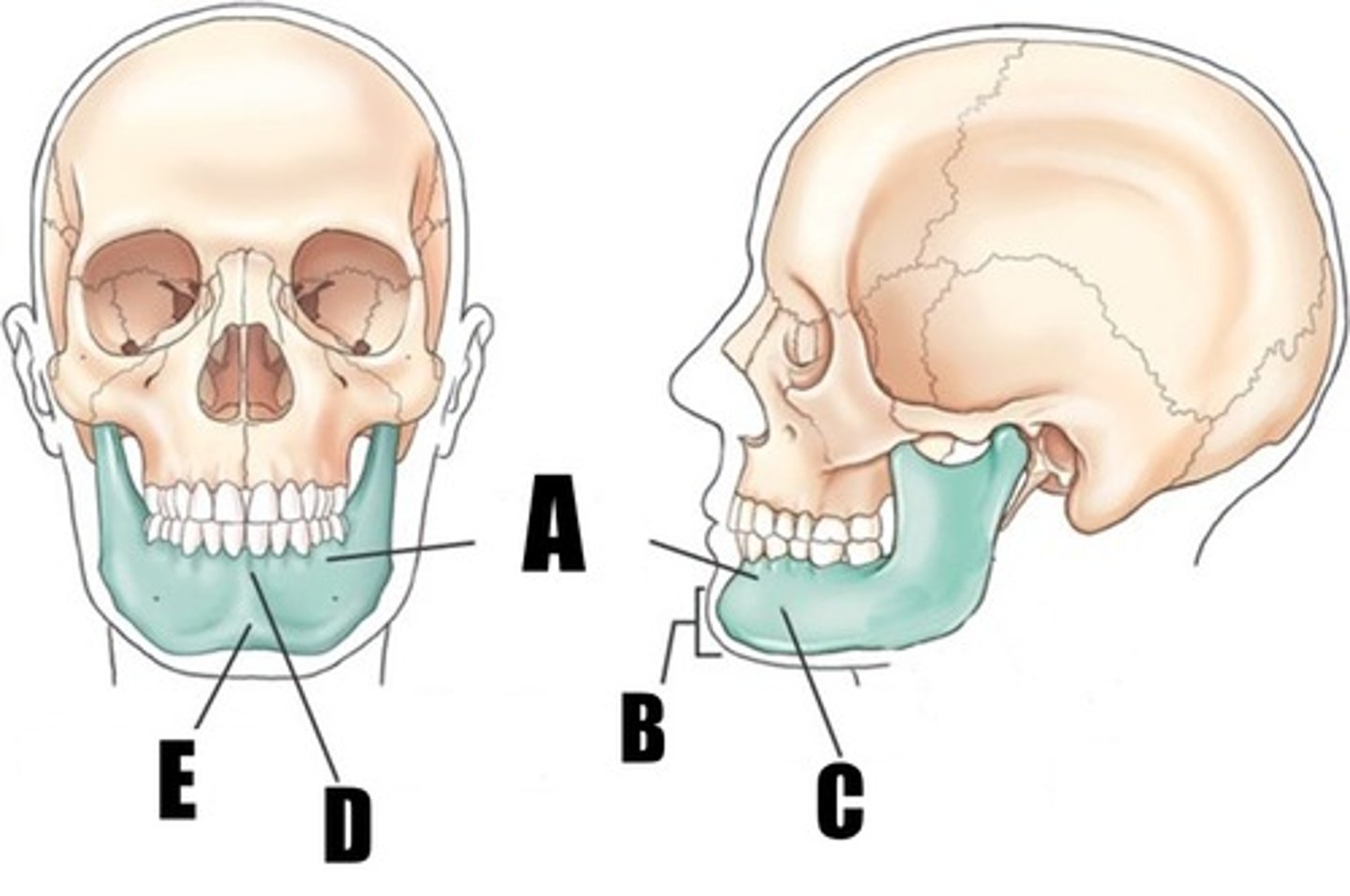 <p>what opening is C</p>