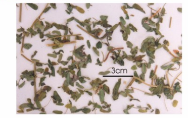 <p>phần trên mặt đất</p>