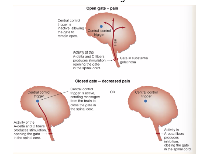 <p>gate control theory of pain</p>