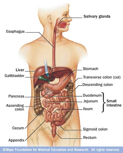 <p>Monitor internal systems (EG digestive, urinary) </p>