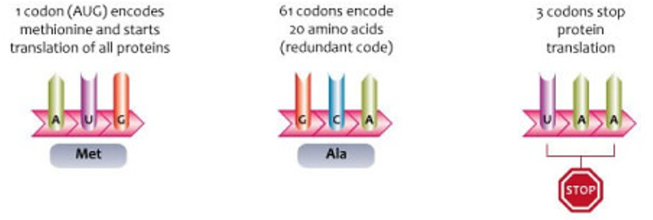 <p><span style="color: blue">Combination of 3 ‘letters’ = <strong>codon</strong></span></p><p><span style="color: blue">Four bases: 4<sup>3</sup> codons = <strong>64</strong> possible combinations (codons)</span></p><p><span style="color: blue">61 codons encode amino acids</span></p><p><span style="color: blue">One of these, AUG (encoding for methionine) is found as first codon in all proteins (‘<strong>start codon</strong>’)</span></p><p><span style="color: blue">The remaining 3 codons function as ‘<strong>stop codons</strong>’; they signal the end of the protein chain</span></p><p></p>