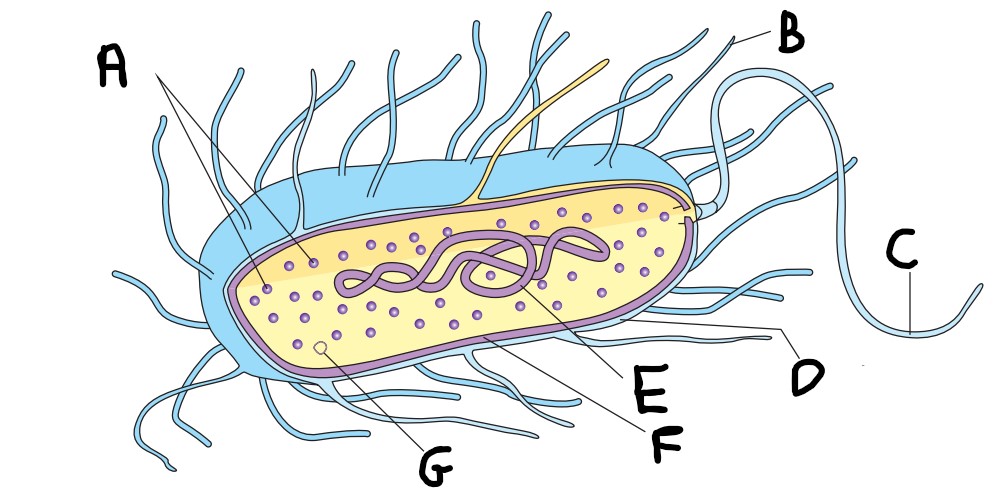 <p>What is<strong> A </strong>on the image?</p>