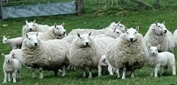 <p>white head, ears and legs with no wool on head and legs, erect ears, black hooves and nostrils</p>