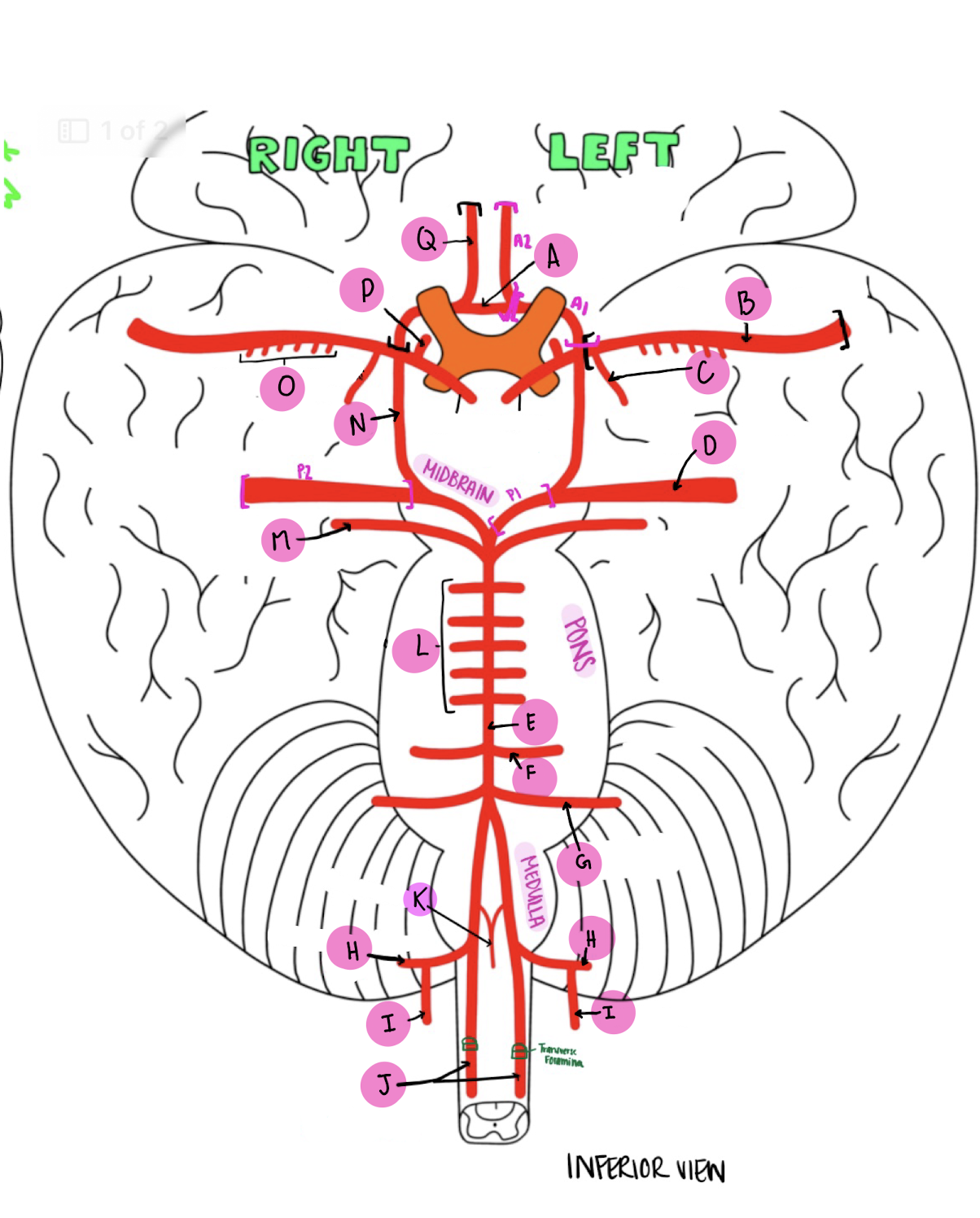 <p>What artery is labeled G?</p>