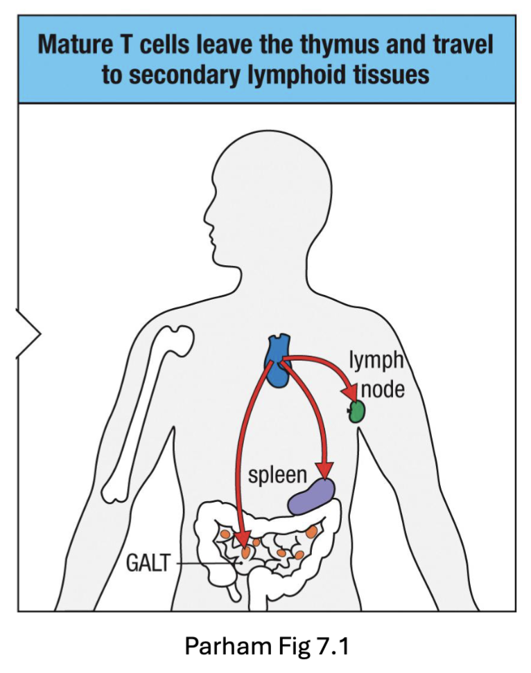 <ul><li><p><span><span>CD4 and CD8 SP T cells migrate back to corticomedullary junction (CCR7)</span></span></p></li><li><p><span><span>Exit thymus into blood (S1P)</span></span></p></li><li><p><span><span>Circulate and home to secondary lymphoid tissues (lymph nodes, spleen, Peyer’s patches)</span></span></p></li></ul><p></p>