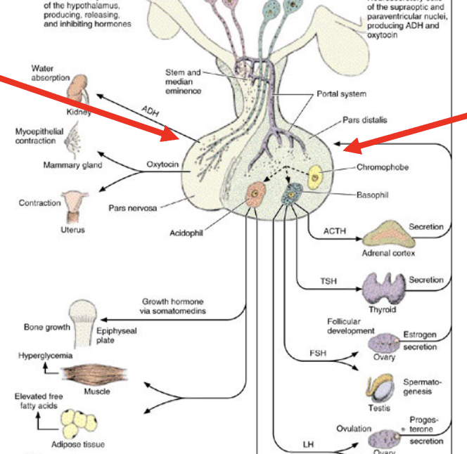 <p>what is the right arrow</p>