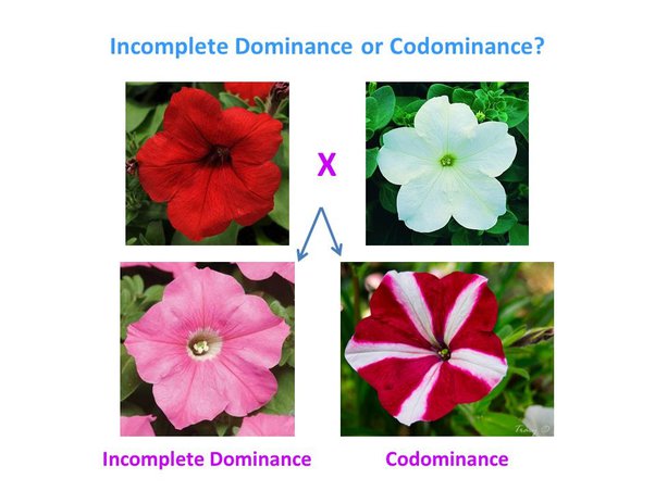 * Codominance involves the **full** expression of both alleles, whereas incomplete dominance results in an **intermediate** phenotype.
* In codominance, the traits associated with each allele are visible and **distinct**, while in incomplete dominance, the traits **blend** together.
* Codominance shows a clear presence of **both** alleles, while incomplete dominance demonstrates an intermediate or **blended** effect.