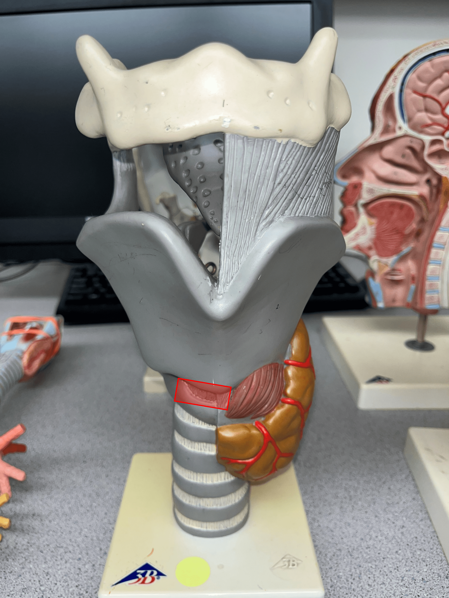 The ligament that connects the cricoid cartilage to the thyroid cartilage.