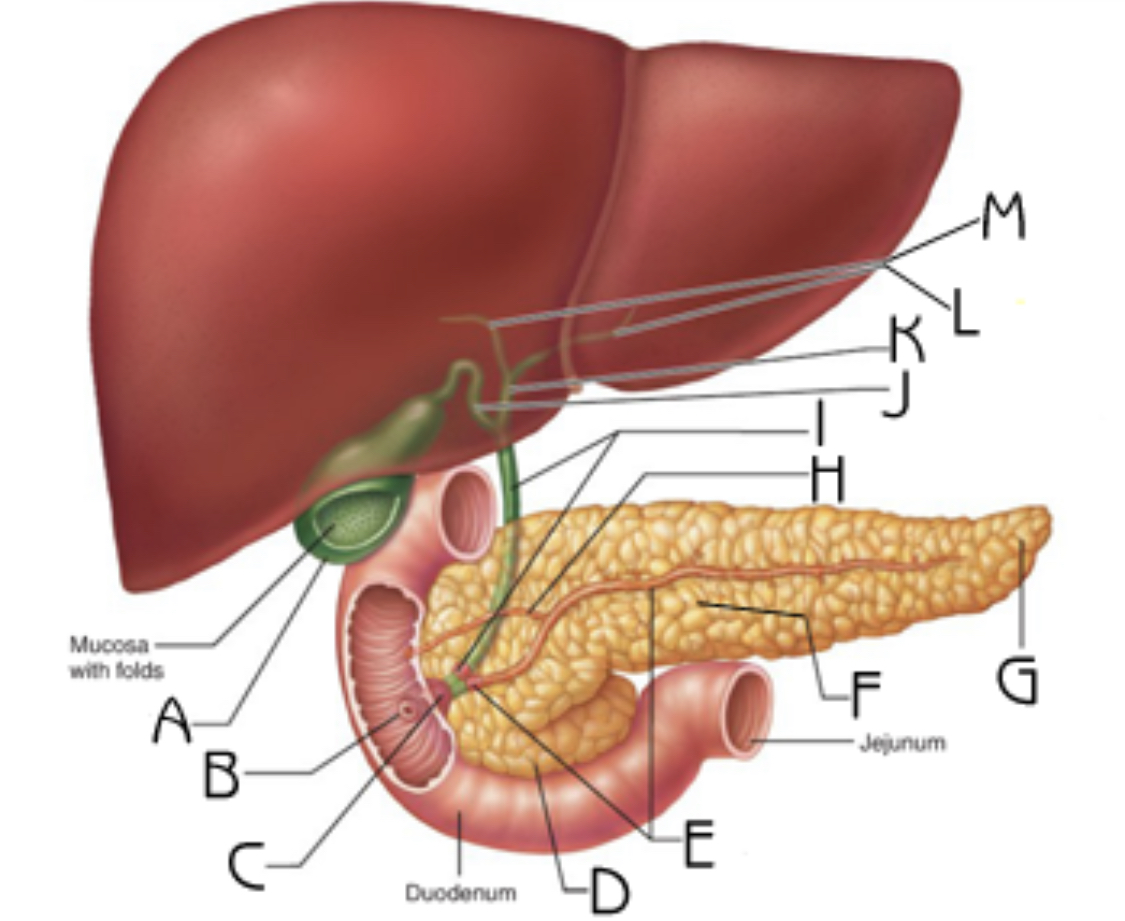 <p>Gallbladder</p>