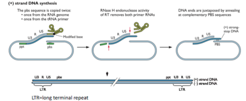 <p>– On obtient une structure avec deux <strong>extrémités LTR</strong> (<strong>long terminal repeat</strong>), c’est un système complexe mais essentiel à la régulation du provirus.</p>