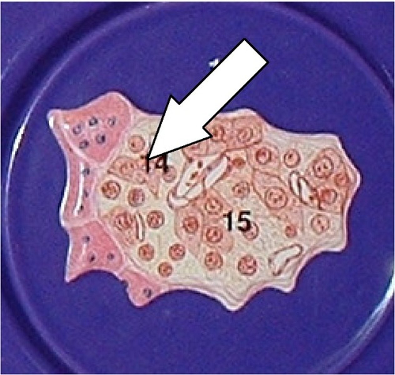 <p>A. Label B. Hormone made there</p>