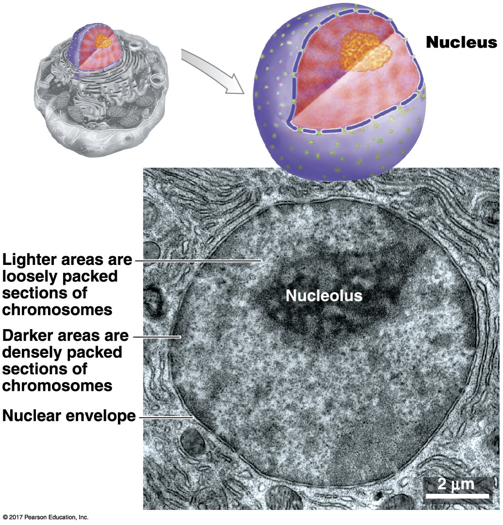 <p>What is the structure and function of a nucleus?</p><p></p>