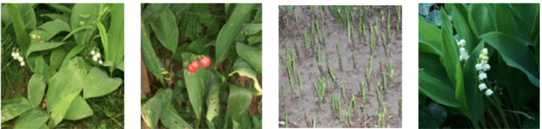 <p>digitalis like (cardiac, vomiting, diarrhea, death)</p>