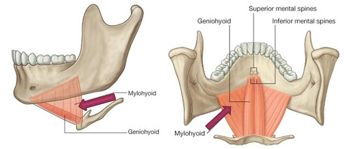 <p>origin: mandible</p><p>insertion: hyoid bone</p><p>innervation: mylohoid nerve</p><p>action: elevates hyoid bone, raises floor of mouth, elevates tongue</p>