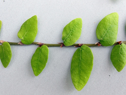 What type of leaf pattern is shown in the image?
