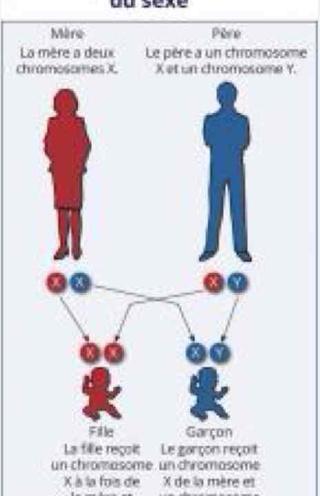 <ul><li><p>garçon : chromosome Y </p></li><li><p>fille : chromosome X </p></li></ul>