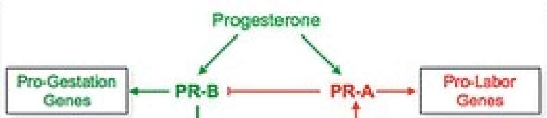 <p>Depends on the receptor it activates</p>