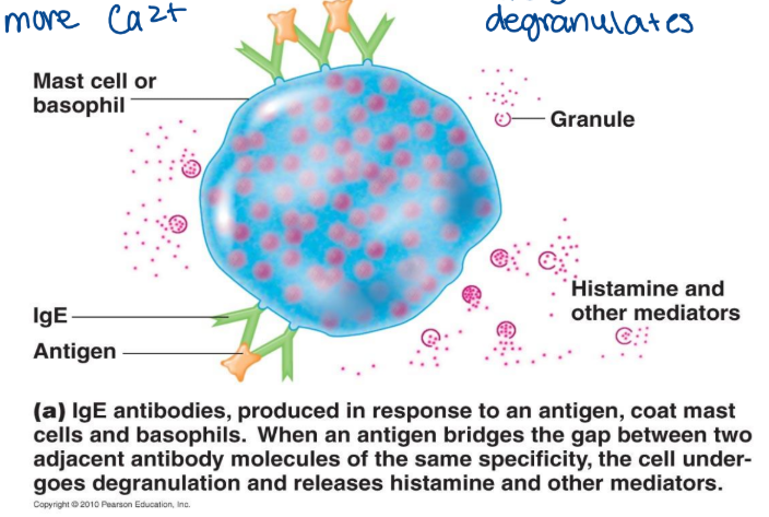 <ul><li><p>IgE molecules bind to the antigen and mast cell or basophil releases histamine </p></li><li><p>histamine triggers vasodilation: redness, swelling, and decreases blood pressure (decrease blood volume and increase vessel diameter) anaphylactic shock</p><ul><li><p>mucous production: tears, runny nose</p></li><li><p>contraction of bronchial muscles: difficulty breathing (bronchoconstrictor with more Ca2+)</p><ul><li><p>allergen binds and degranulates </p></li></ul></li></ul><p></p></li></ul><p></p>
