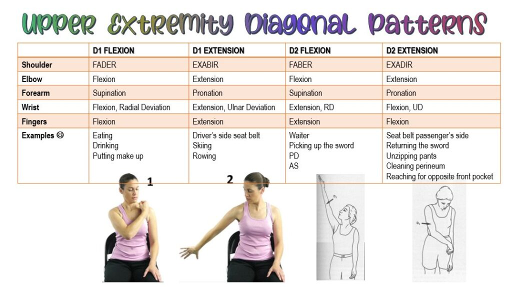 <p>FADER = D1 flexion </p><p>EXABIR = D2 extension </p><p>FABER = D2 flexion </p><p>EXADIR = D2 extension </p>