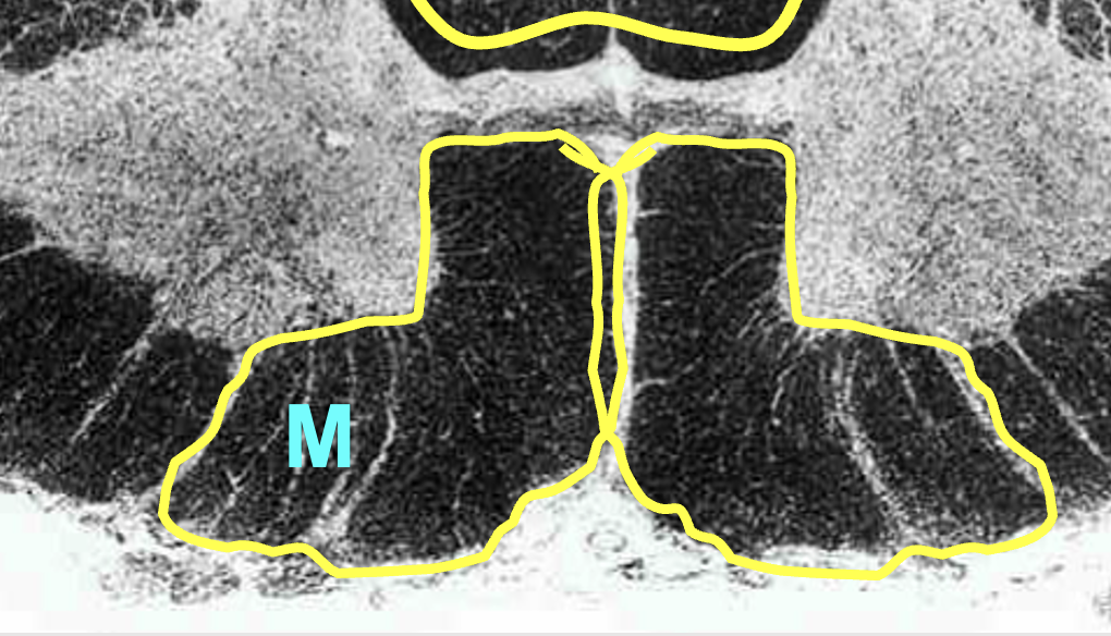 <p>white matter located between two ventral horns; contain multiple tracts </p><ul><li><p>motor informsation (descending)</p></li></ul><p></p>