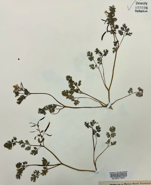 <p>Family + Genus</p>