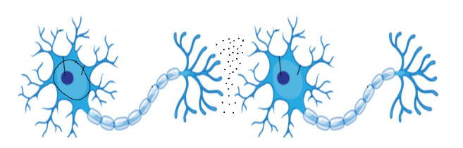 <p>Protects the nucleus.</p>