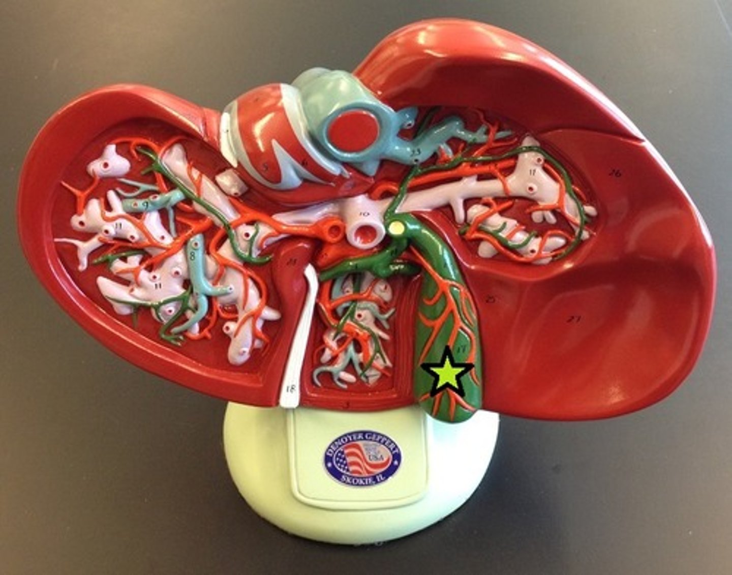 knowt flashcard image