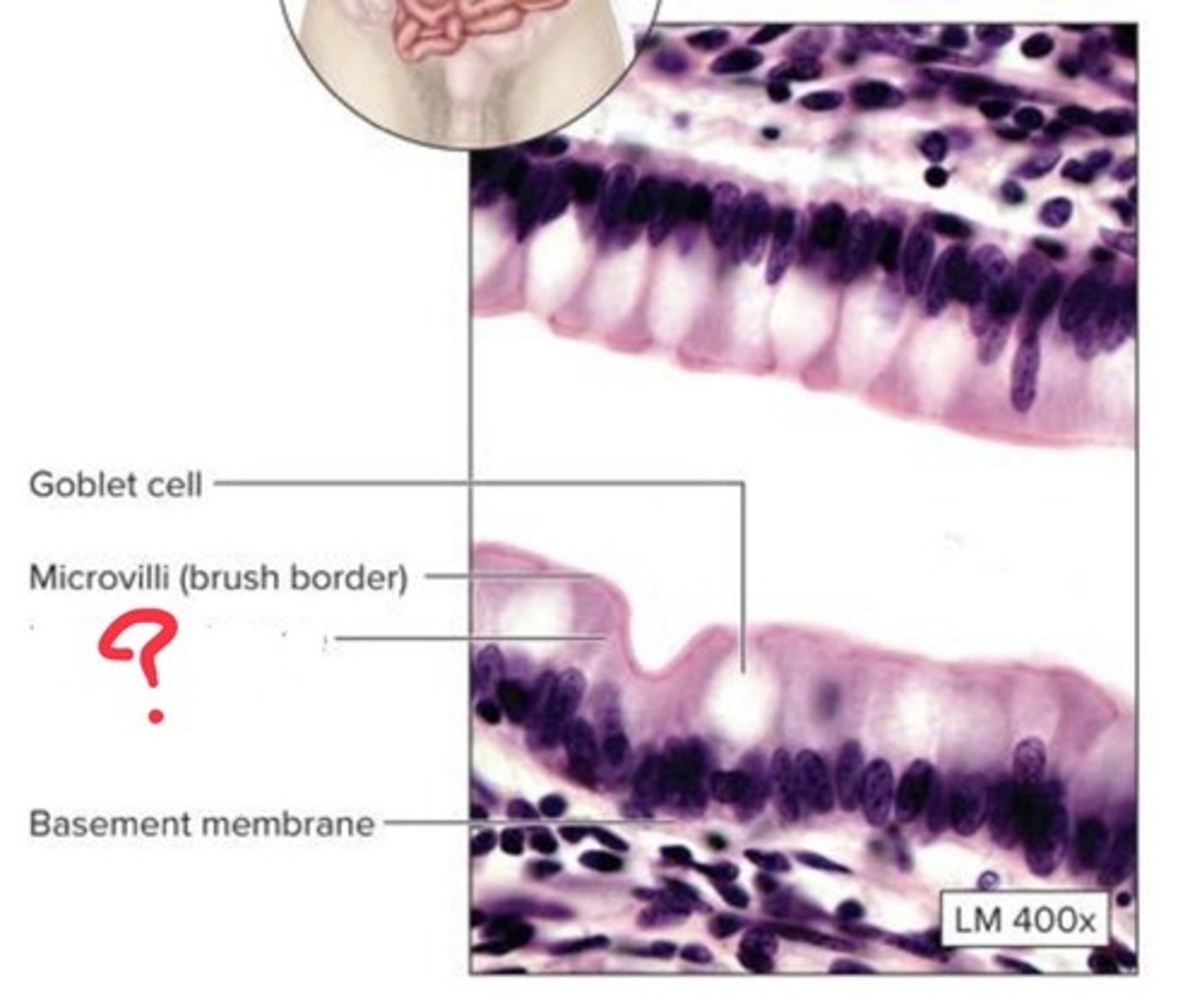 <p>What epithelial tissue is this?</p>