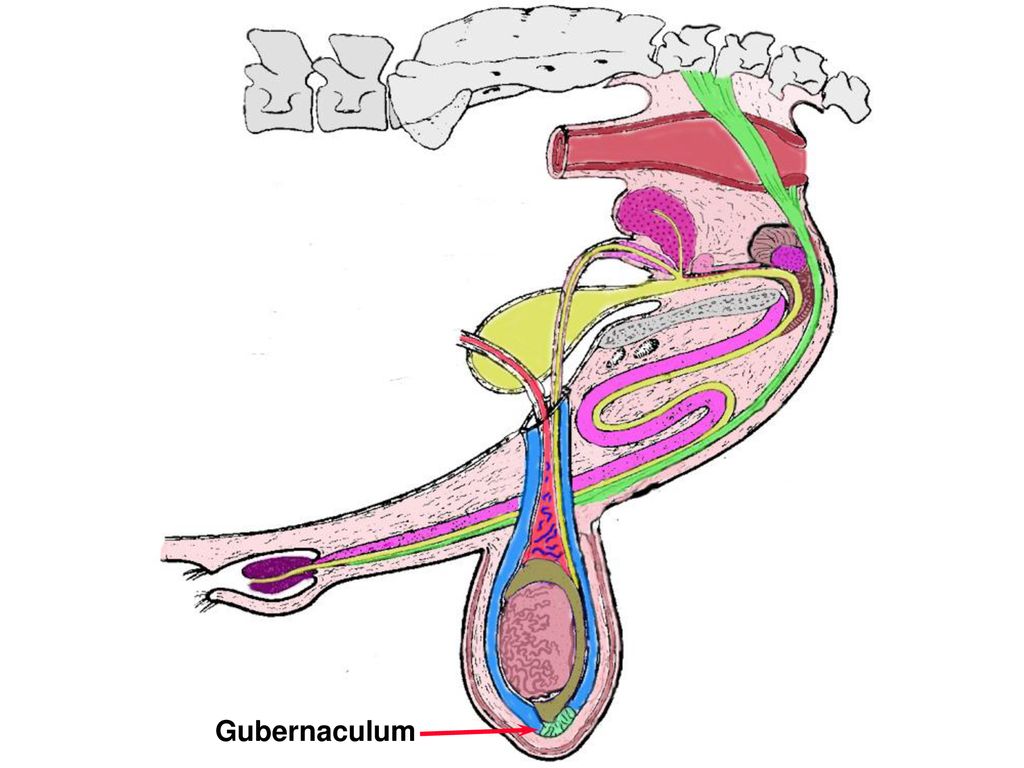 <p>wad of gum shaped, keeps the testis from spinning on its axis, shrinks as they get older</p>