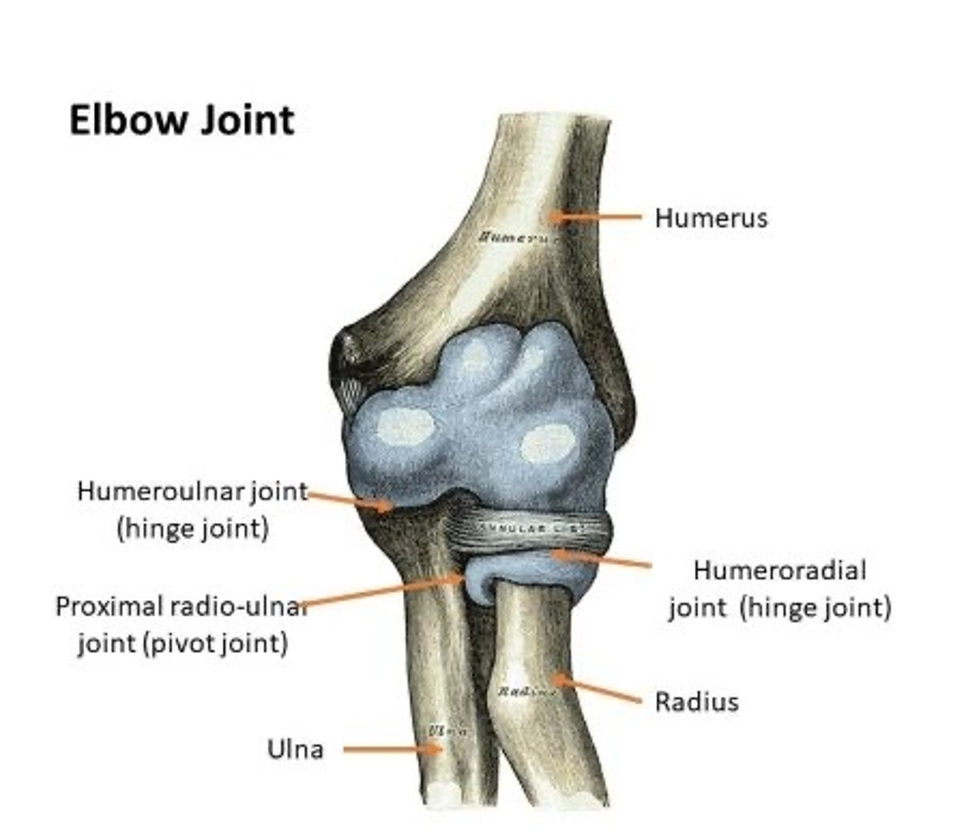 <p>Humeroulnar joint</p><p>Humeroradial joint</p><p>Proximal radioulnar joint</p>