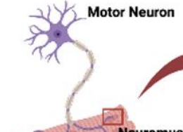 <p><strong>Motor Neurons</strong></p>